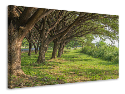 modern-4-piece-canvas-print-mature-trees