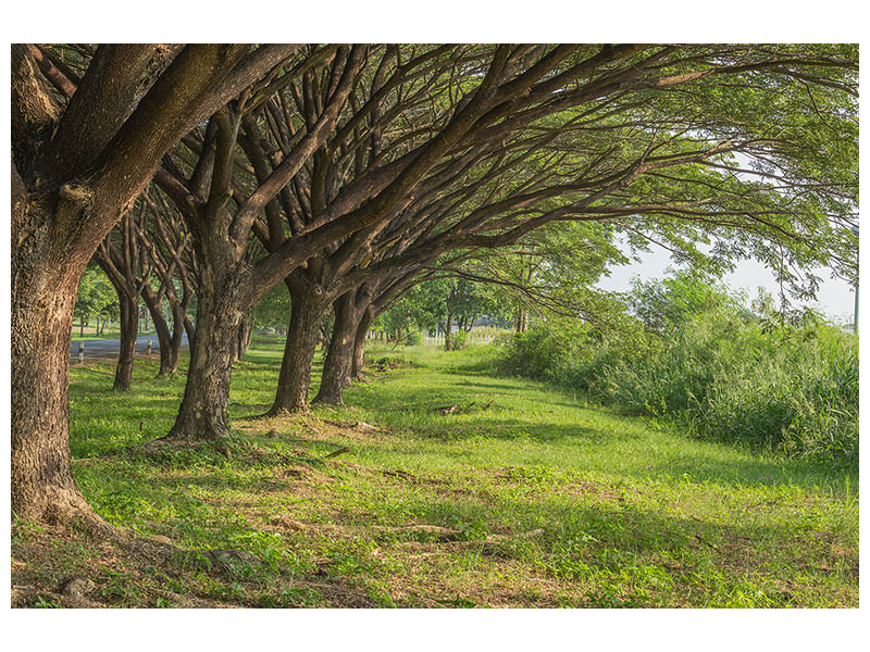5-piece-canvas-print-mature-trees