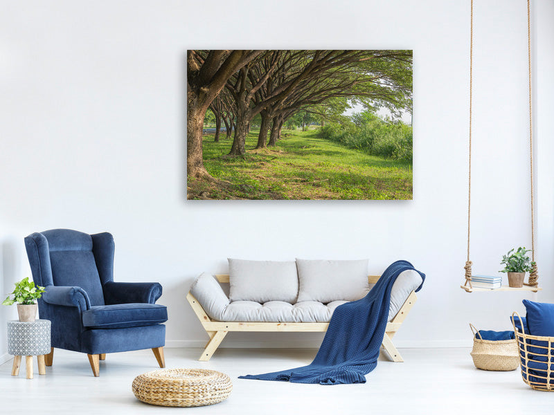 panoramic-3-piece-canvas-print-mature-trees