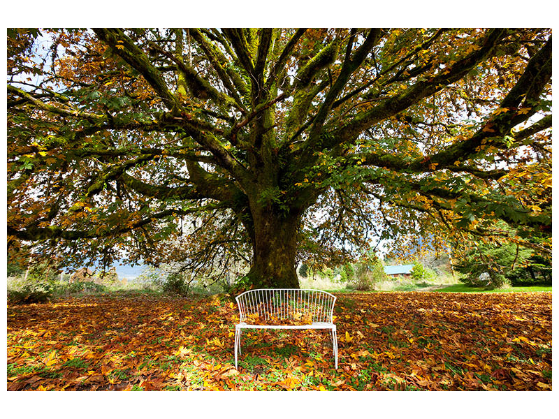 4-piece-canvas-print-my-favorite-tree