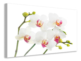 5-piece-canvas-print-orchids-love