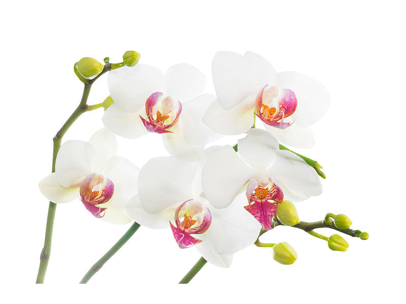 modern-4-piece-canvas-print-orchids-love