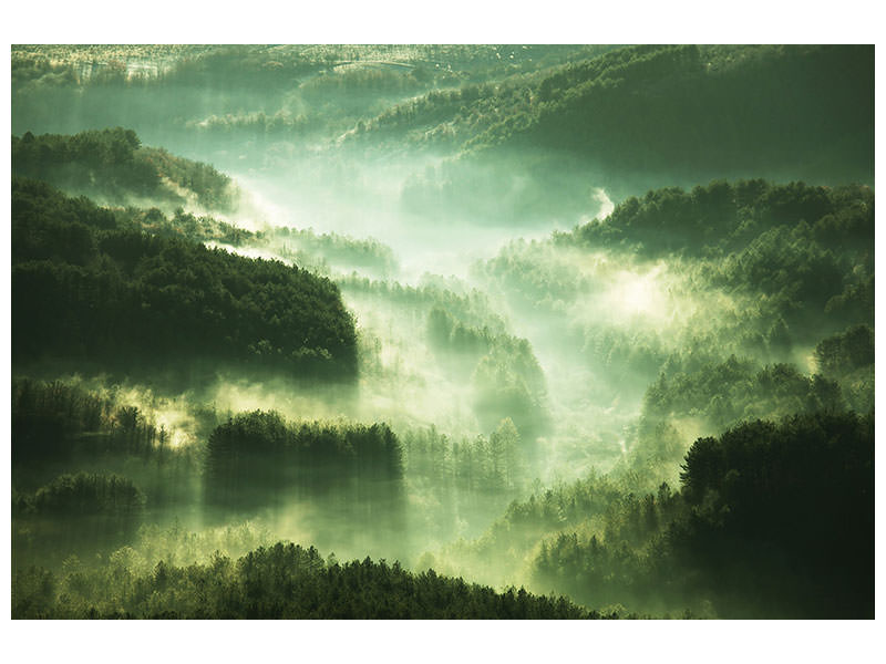 modern-4-piece-canvas-print-over-the-woods