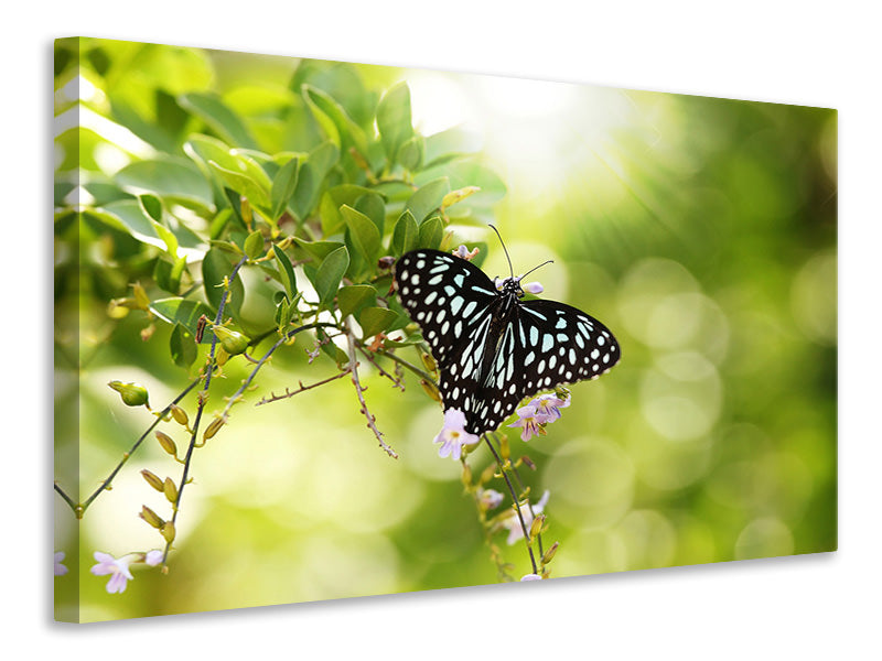 panoramic-3-piece-canvas-print-papilio-butterfly-xxl