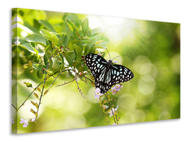 5-piece-canvas-print-papilio-butterfly-xxl