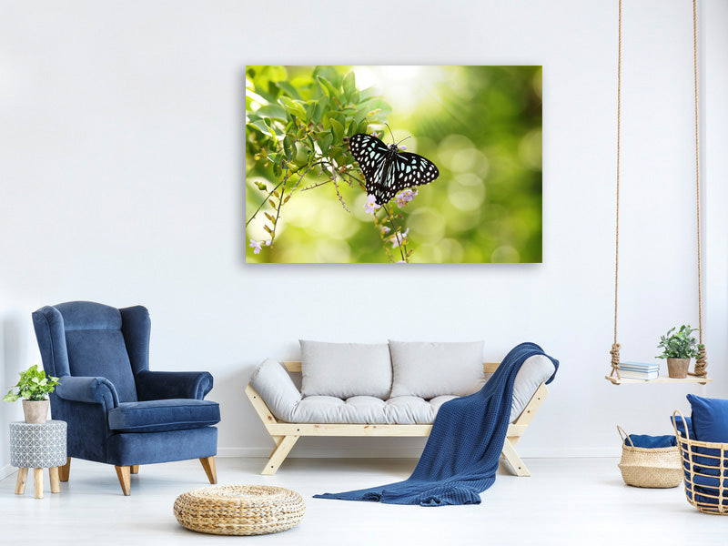 panoramic-canvas-print-papilio-butterfly-xxl