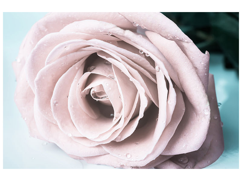 4-piece-canvas-print-pastel-rose