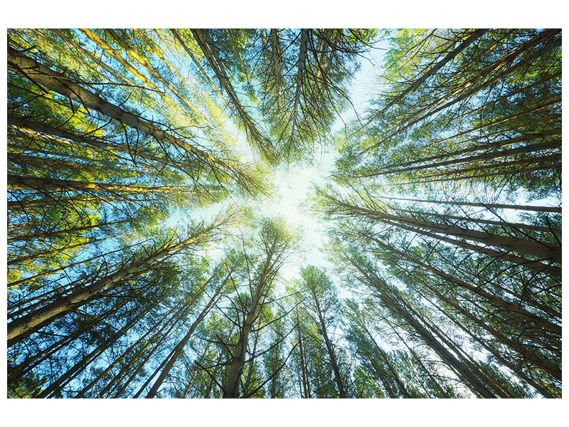 5-piece-canvas-print-pine-forest