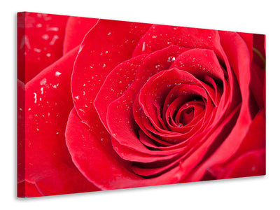 panoramic-3-piece-canvas-print-red-rose-in-morning-dew