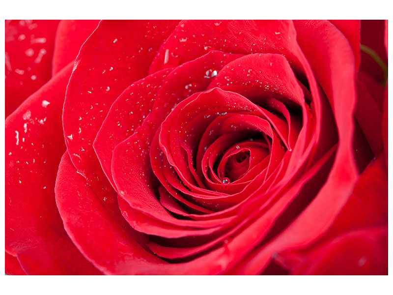 4-piece-canvas-print-red-rose-in-morning-dew
