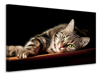 3-piece-canvas-print-relaxed-cat