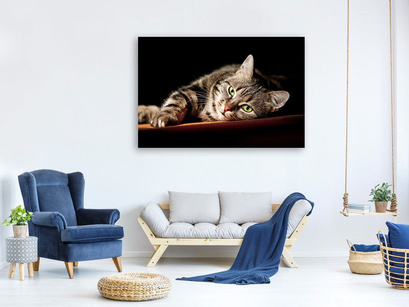 modern-4-piece-canvas-print-relaxed-cat