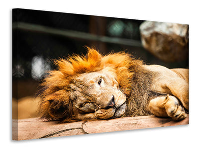 modern-3-piece-canvas-print-relaxed-lion