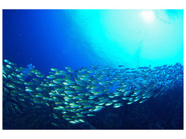 panoramic-canvas-print-shoal-of-fish