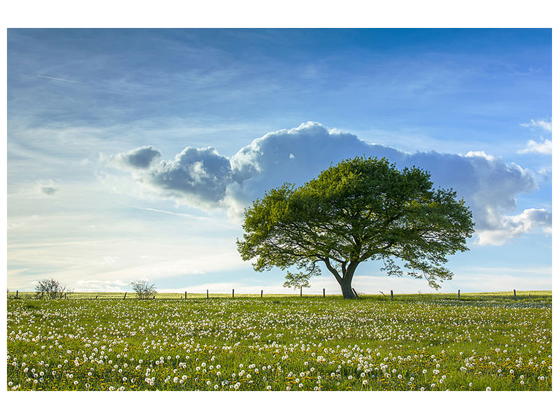 panoramic-3-piece-canvas-print-spring-tree