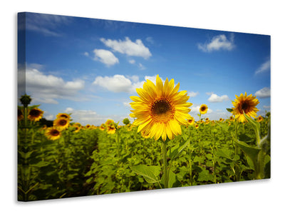 modern-4-piece-canvas-print-summer-sunflowers