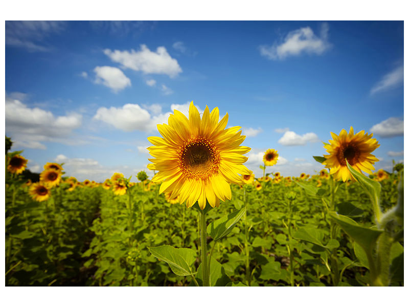 4-piece-canvas-print-summer-sunflowers
