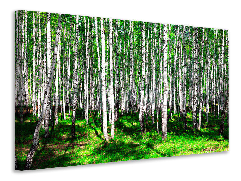 panoramic-3-piece-canvas-print-summerly-birch-forest