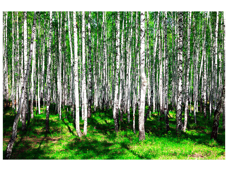 modern-3-piece-canvas-print-summerly-birch-forest
