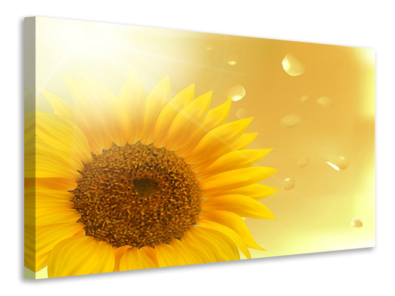 panoramic-3-piece-canvas-print-sunflower-in-morning-dew
