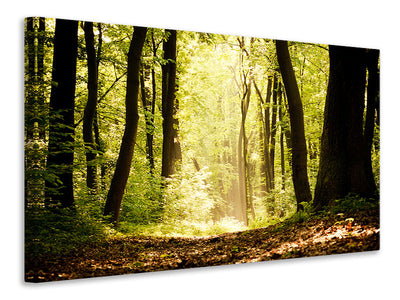 modern-3-piece-canvas-print-sunrise-in-the-forest