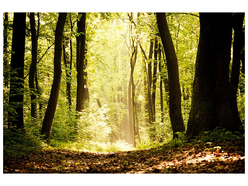 3-piece-canvas-print-sunrise-in-the-forest