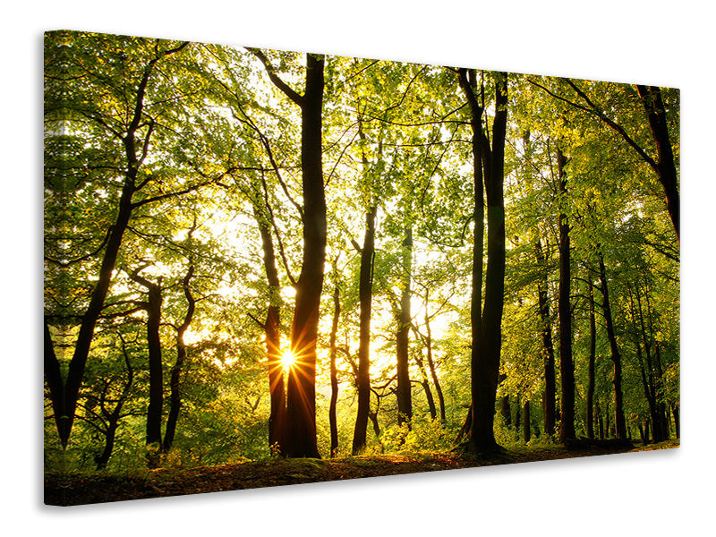 panoramic-canvas-print-sunset-between-trees