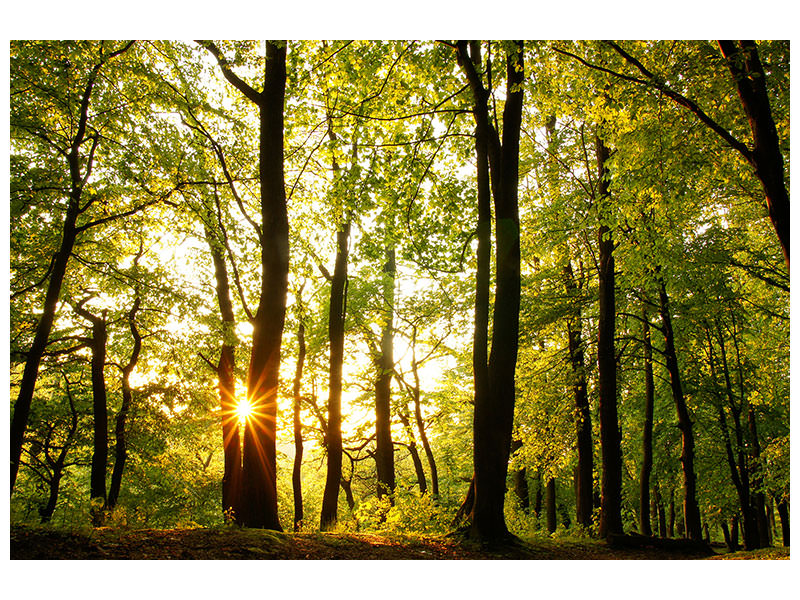 panoramic-3-piece-canvas-print-sunset-between-trees