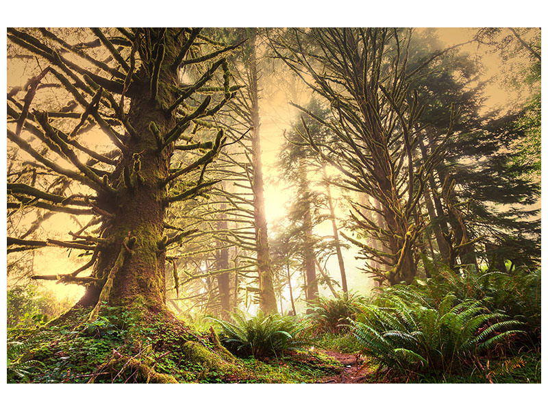 4-piece-canvas-print-sunset-in-jungle