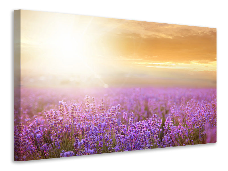 modern-4-piece-canvas-print-sunset-in-lavender-field