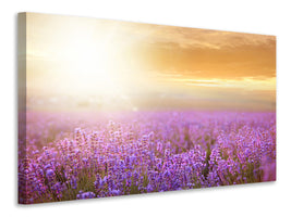 panoramic-3-piece-canvas-print-sunset-in-lavender-field