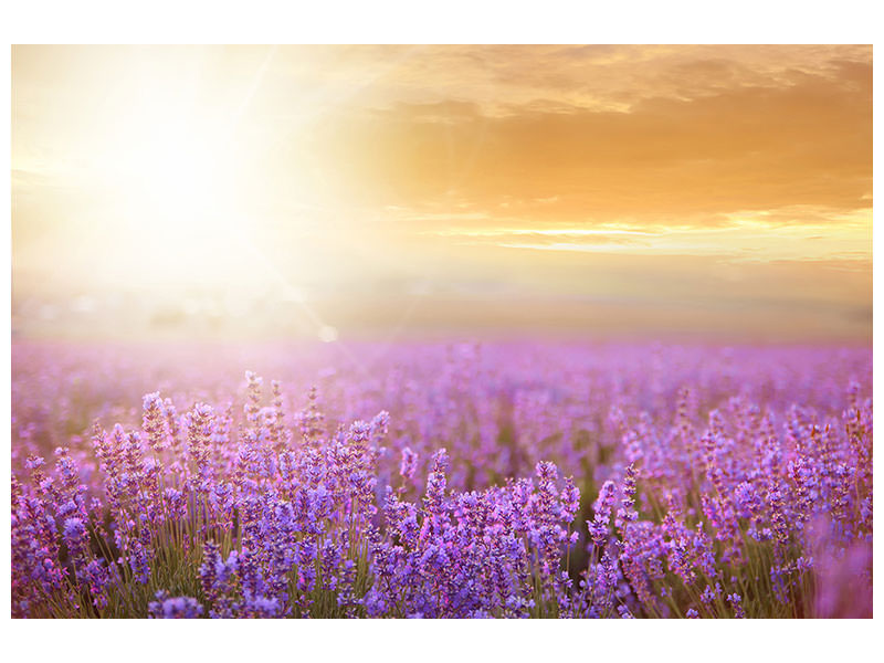 panoramic-canvas-print-sunset-in-lavender-field