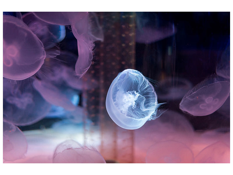 modern-4-piece-canvas-print-the-beauty-of-jellyfish