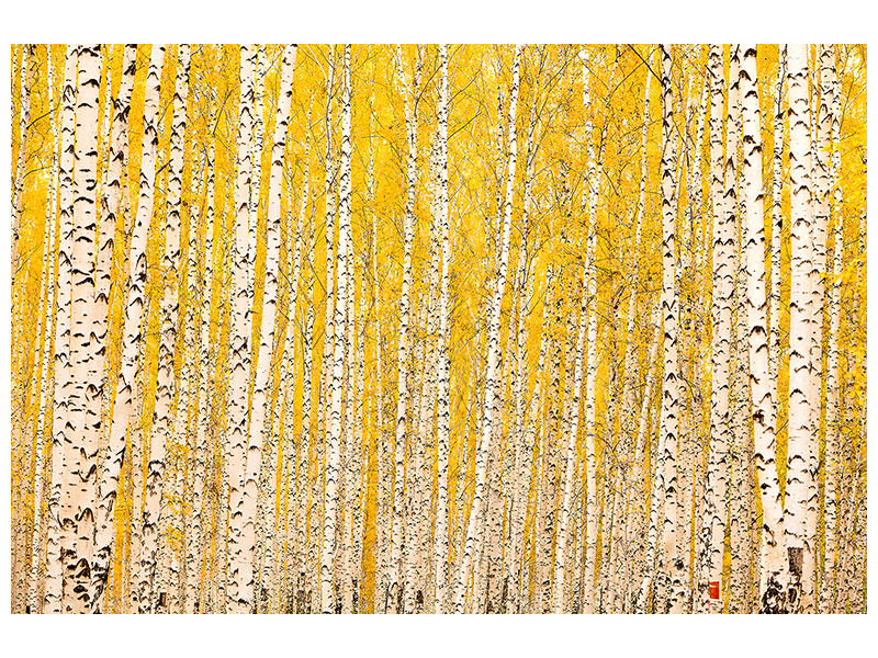modern-4-piece-canvas-print-the-birch-forest-in-autumn
