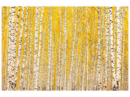 4-piece-canvas-print-the-birch-forest-in-autumn