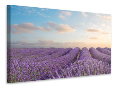 3-piece-canvas-print-the-blooming-lavender-field