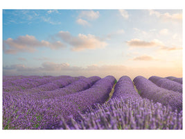 panoramic-canvas-print-the-blooming-lavender-field