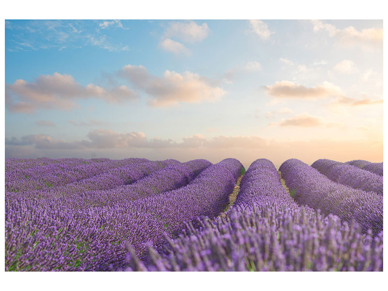 panoramic-canvas-print-the-blooming-lavender-field