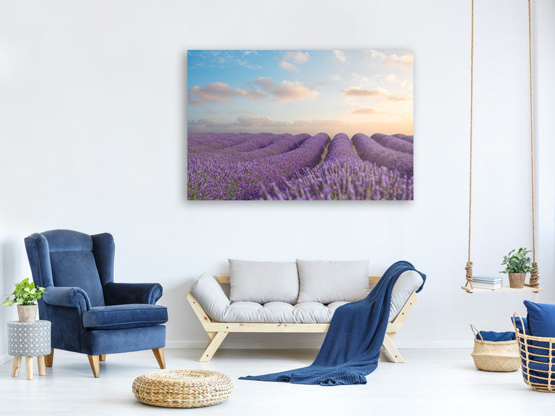 5-piece-canvas-print-the-blooming-lavender-field