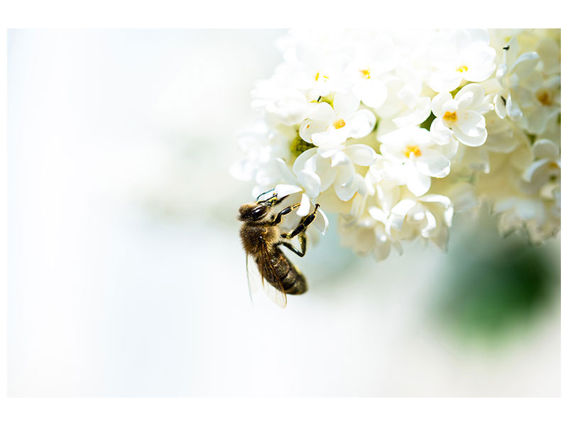 5-piece-canvas-print-the-bumblebee-and-the-flower