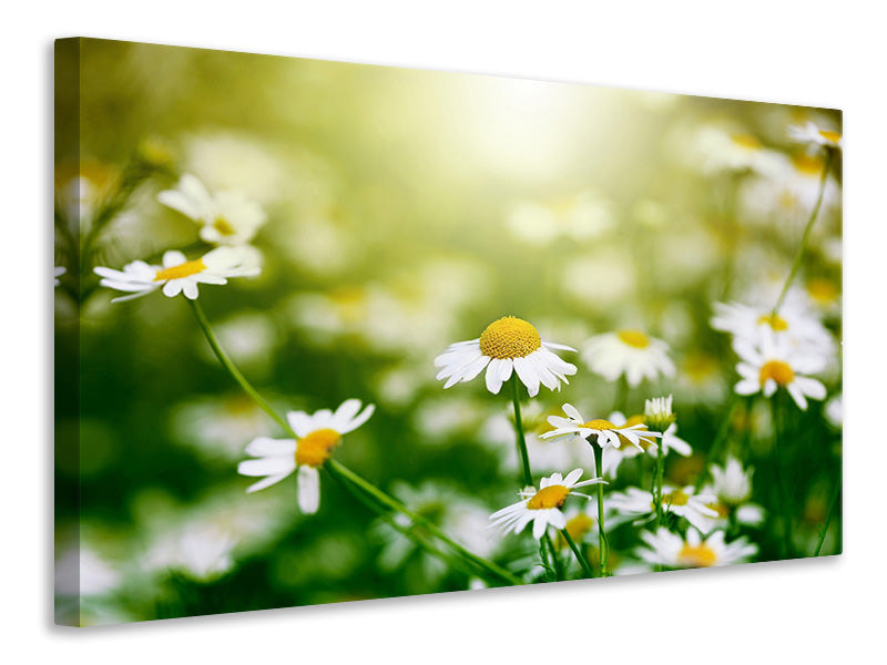 modern-4-piece-canvas-print-the-daisy
