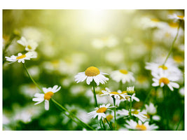 5-piece-canvas-print-the-daisy