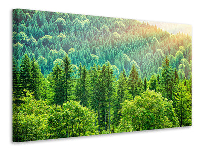 panoramic-canvas-print-the-forest-hill