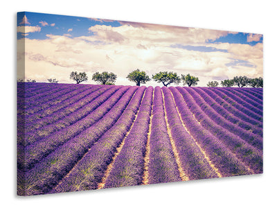 panoramic-canvas-print-the-lavender-field-ii