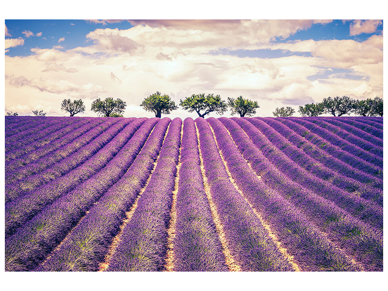 panoramic-3-piece-canvas-print-the-lavender-field-ii