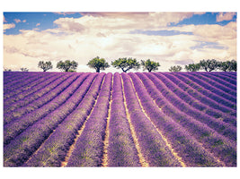 panoramic-canvas-print-the-lavender-field-ii