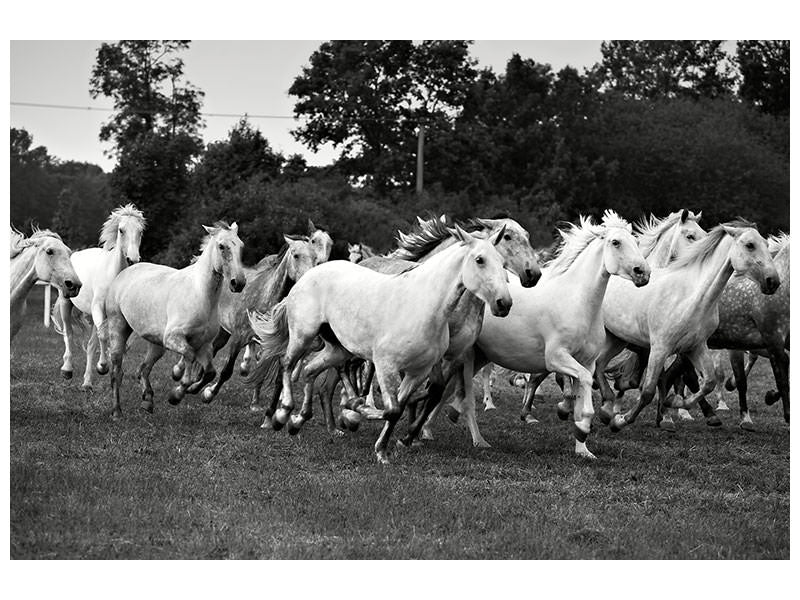 5-piece-canvas-print-the-mustang-herd