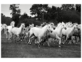 modern-4-piece-canvas-print-the-mustang-herd