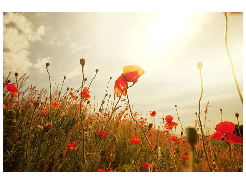 panoramic-canvas-print-the-poppy-field-at-sunrise