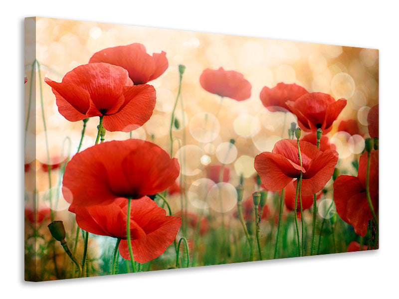 4-piece-canvas-print-the-poppy